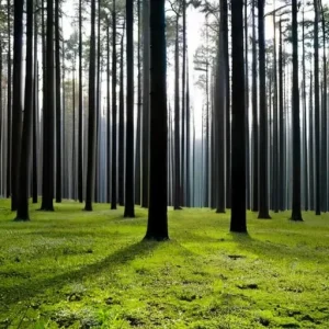 Как спутниковая съемка помогает изучать леса и почвы